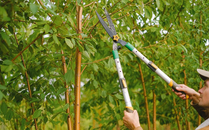 Tree trimming in Wakefield, NE